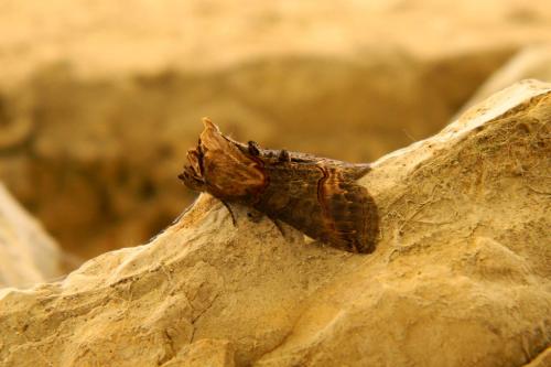 Abrostola triplasia